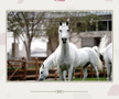 Clubul ecvestru  Al Shaqab
