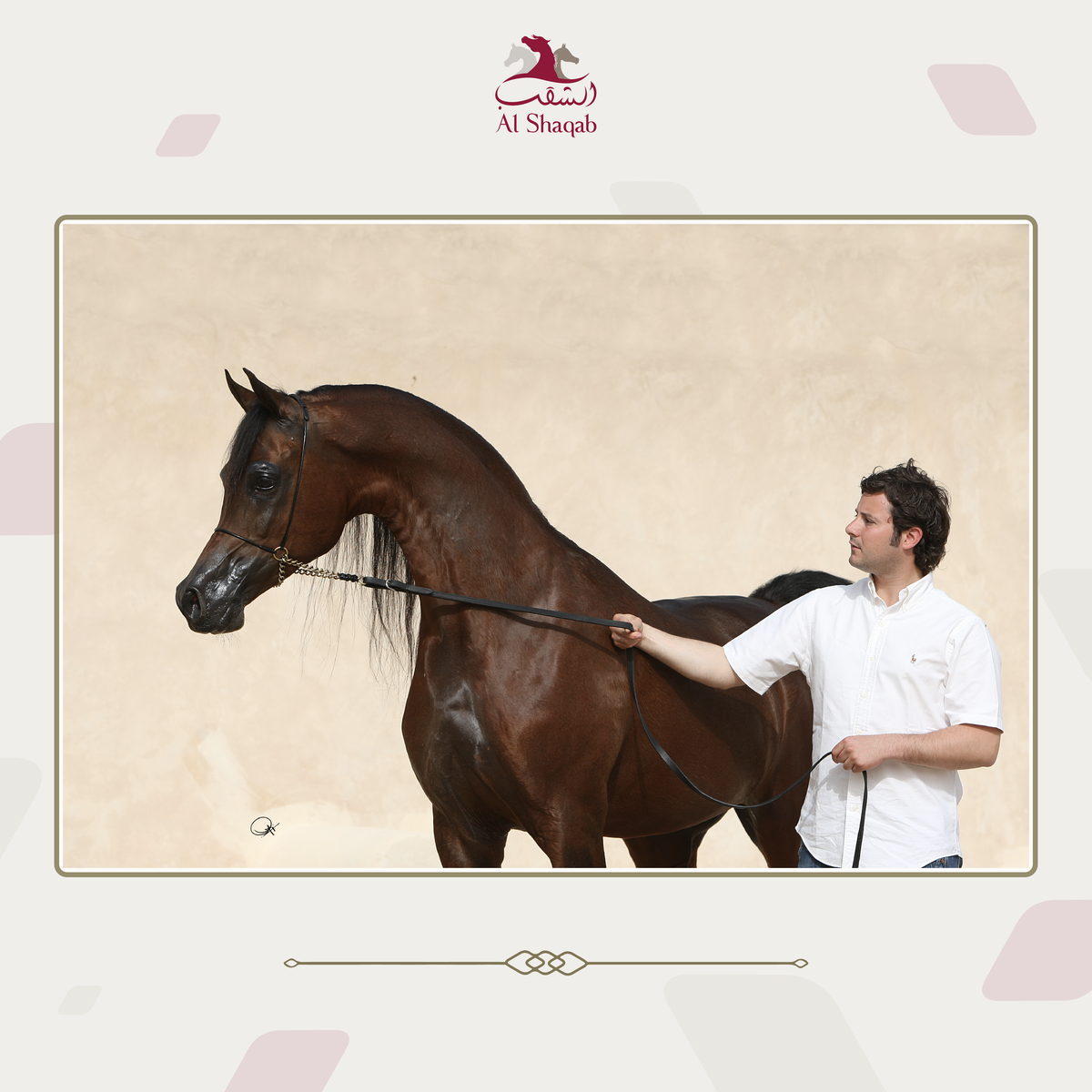 GSP a vizitat clubul ecvestru Al Shaqab din Doha: 400 de angajați, 700 de cai și condiții la care sportivii din România doar visează