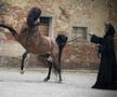 Clubul ecvestru  Al Shaqab