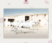 Clubul ecvestru  Al Shaqab