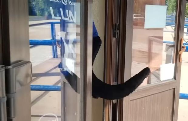 Au găsit pantera neagră! » Clubul din „Liga Florilor” a „deturnat” cu umor știrea Andreei Esca: „Urmele duc către sala noastră”