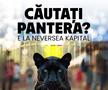 Imagini generate cu ia cu pantera neagră/ sursă foto: Facebook