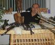 Jean Vlădoiu și colecția de arme de vănătoare