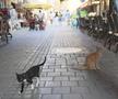 Nicosia - orașul împărțit în două