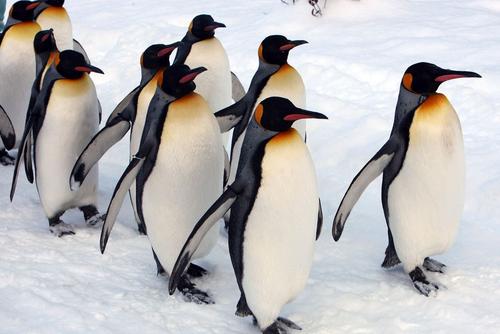 „Am înghițit o pastilă și mă simțeam ca-n Alaska, vedeam pinguini!”, își amintește Adrian Pitu // foto: Getty
