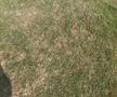 Șefii lui Dinamo au luat în calcul revenirea în „Ștefan cel Mare” » Ce i-a șocat pe „câini”