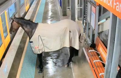 Un cal de curse a vrut să se plimbe cu trenul! Animalul a fost recuperat de pe peronul unei gări din Australia