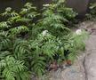 Cum arată stadionul din Scornicești // foto: Andrei Furnigă (GSP)