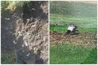 Imagini de-a dreptul șocante » Viermii și ciorile au adus gazonul care va găzdui Belarus - România într-o stare deplorabilă