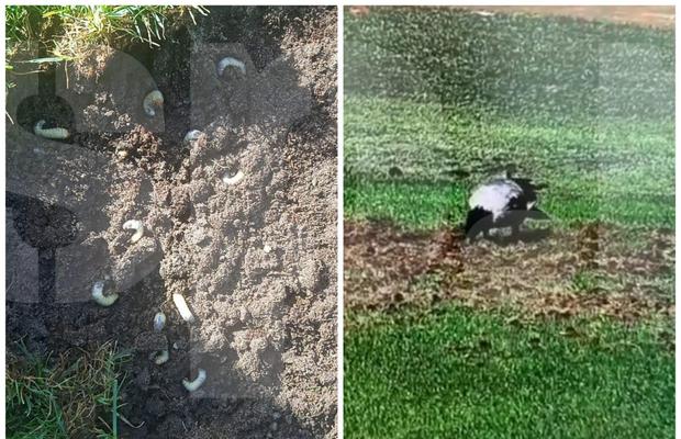 Imagini de-a dreptul șocante » Viermii și ciorile au adus gazonul care va găzdui Belarus - România într-o stare deplorabilă
