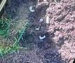 Gazon „dalmațian” » Gazeta a surprins imagini șocante pe stadionul lui Ujpest, unde România va juca cu Belarus