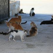 Mănăstirea pisicilor din Akrotiri FOTO: Ionuț Iordache (GSP)