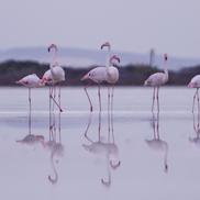Flamingo la lacul sărat din Larnaca FOTO: Ionuț Iordache (GSP)