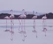Flamingo la lacul sărat din Larnaca FOTO: Ionuț Iordache (GSP)
