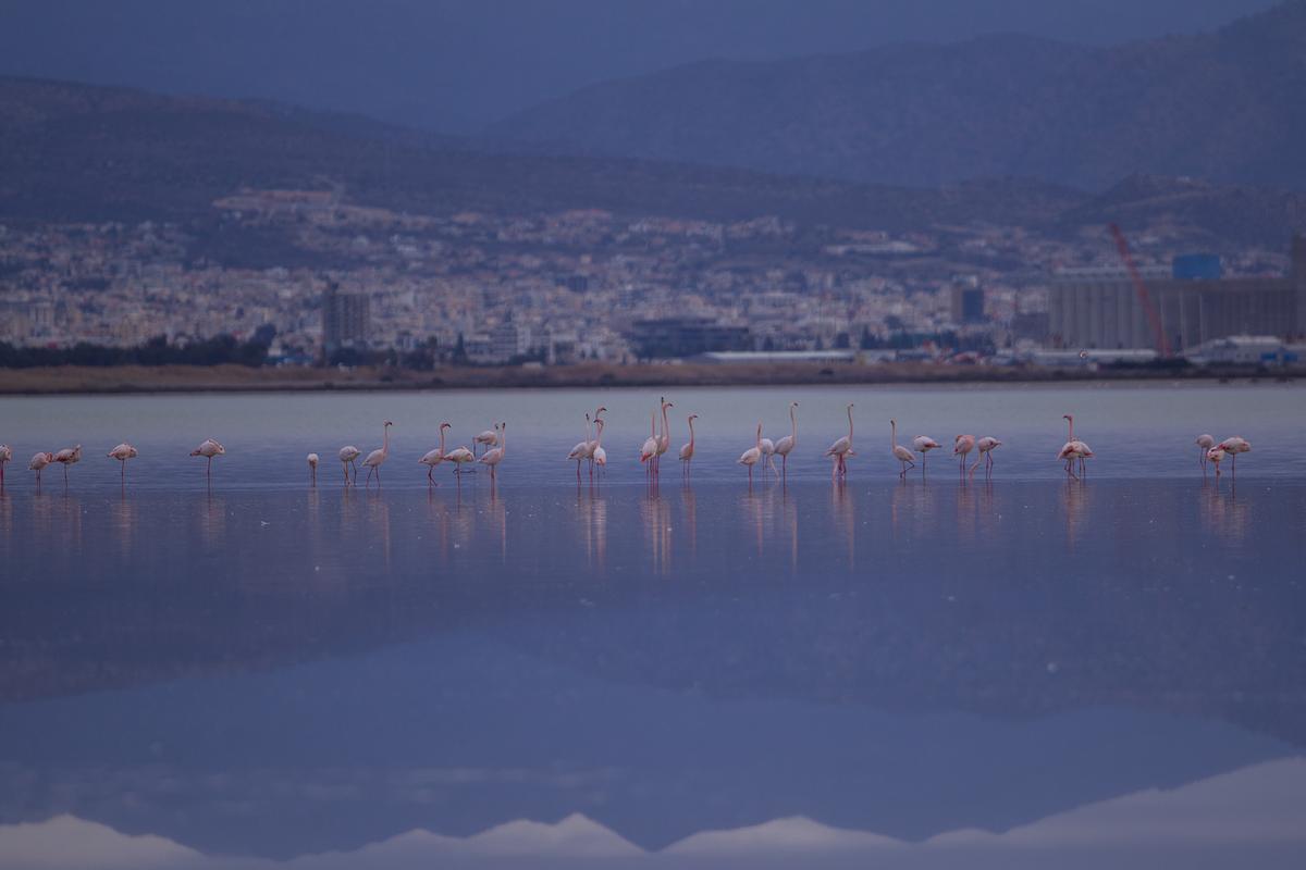Lacul sărat din Larnaca