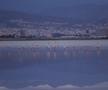 Flamingo la lacul sărat din Larnaca FOTO: Ionuț Iordache (GSP)