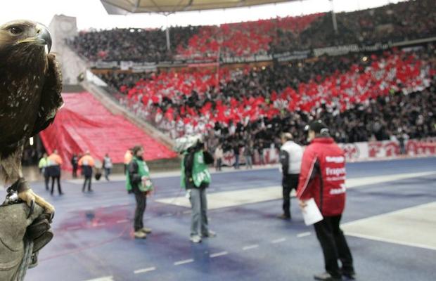 BUNDESLIGA. Vulturul, oprit la sol! Mascota lui Eintracht Frankfurt nu mai poate zbura