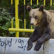 Problema urșilor a devenit una de interes public în România / Sursă foto: Imago Images