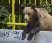 Problema urșilor a devenit una de interes public în România / Sursă foto: Imago Images