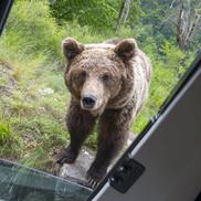 Problema urșilor a devenit una de interes public în România / Sursă foto: Imago Images