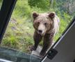 Problema urșilor a devenit una de interes public în România / Sursă foto: Imago Images