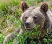 Problema urșilor a devenit una de interes public în România / Sursă foto: Imago Images