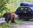 Problema urșilor a devenit una de interes public în România / Sursă foto: Imago Images