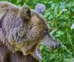 Problema urșilor a devenit una de interes public în România / Sursă foto: Imago Images