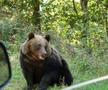 Problema urșilor a devenit una de interes public în România / Sursă foto: Imago Images
