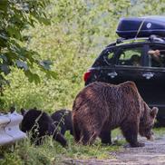 Problema urșilor a devenit una de interes public în România / Sursă foto: Imago Images