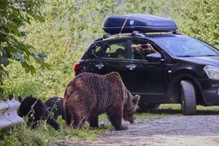 Pericolul de pe Transfăgărășan e ignorat de șoferi » GSP publică apelul unui expert în cazul motociclistului ucis de urs: „Oamenii fac un lucru profund dăunător” + „Nu există voință politică!”