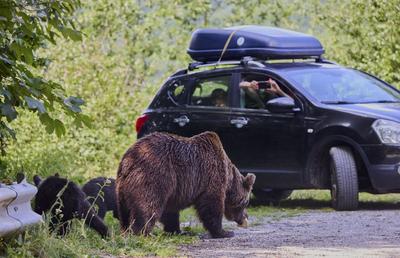 Pericolul de pe Transfăgărășan e ignorat de șoferi » GSP publică apelul unui expert în cazul motociclistului ucis de urs: „Oamenii fac un lucru profund dăunător” + „Nu există voință politică!”