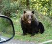 Problema urșilor a devenit una de interes public în România / Sursă foto: Imago Images