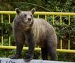 Problema urșilor a devenit una de interes public în România / Sursă foto: Imago Images