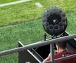 Rapid - FC Voluntari, imagini înainte de meci