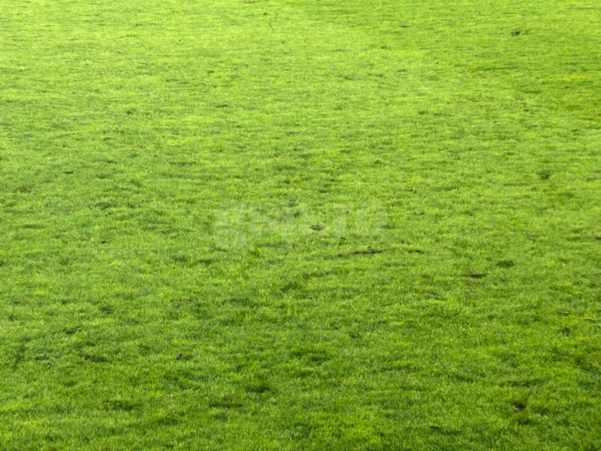 Gazonul de pe „Arcul de Triumf” la România - Anglia U20