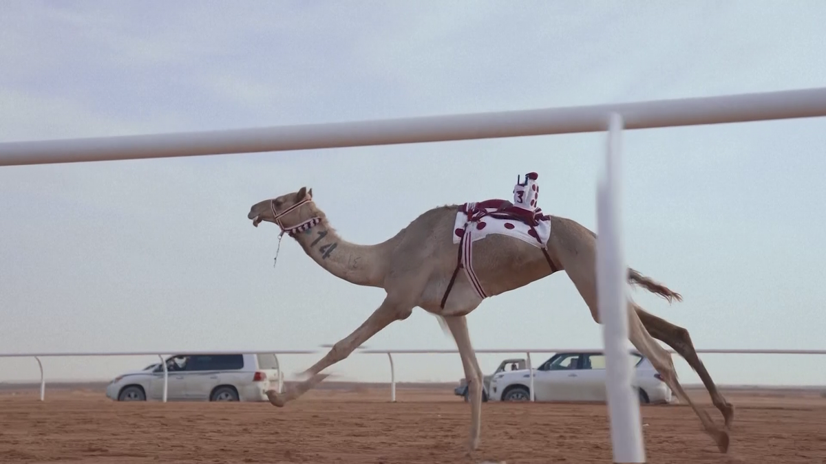 Festivalul cămilelor din Arabia Saudită - ediția 2024