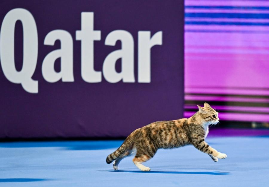 Pisica defilând pe teren la Doha FOTO Imago Images Oaspete inedit la meciurile de la Doha » A întrerupt deja două meciuri