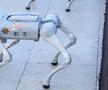 Câinii-robot K9-X vor face legea la Campionatul Mondial