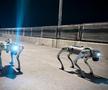 Câinii-robot K9-X vor face legea la Campionatul Mondial