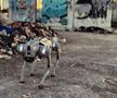 Câinii-robot K9-X vor face legea la Campionatul Mondial