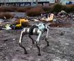 Câinii-robot K9-X vor face legea la Campionatul Mondial: au costat 145.000 $
