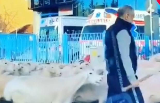 VIDEO Hop, a venit Becali! :D » Patronul FCSB și-a dirijat din nou oile pe străzile din nordul Bucureștiului