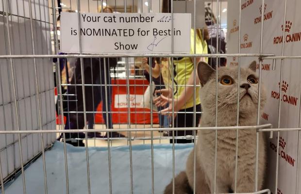 "Breeding" sau ce înseamnă să fii crescător