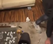 Scene șocante: momentul în care huliganii lui Feyenoord distrug complet un apartament din București