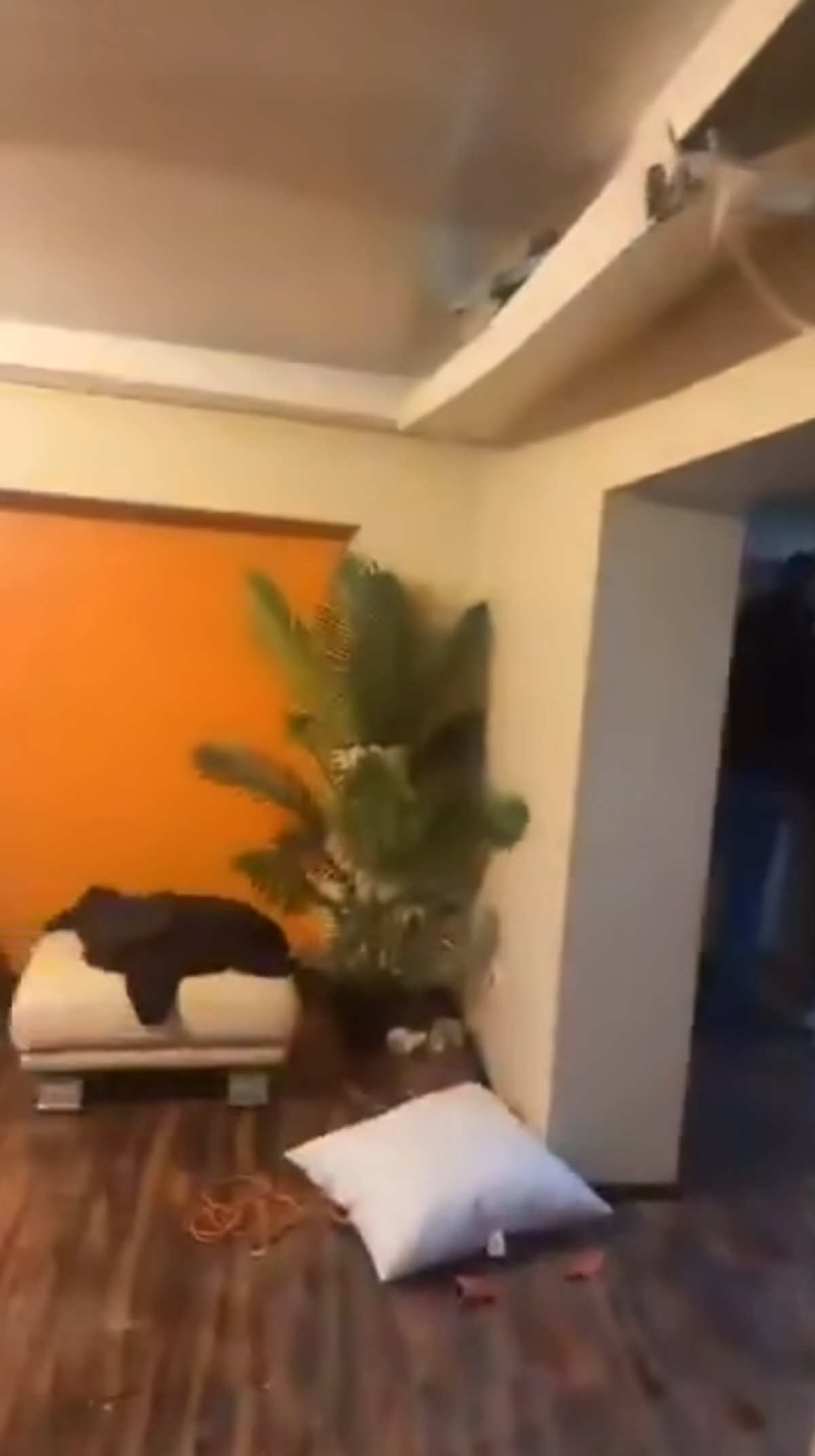 Scene șocante: momentul în care huliganii lui Feyenoord distrug complet un apartament din București