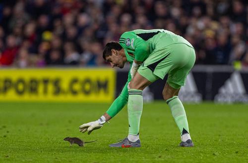 Portarul Thibaut Courtois eșuează în tentativa de a prinde șobolanul intrat pe teren / Foto: Imago
