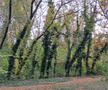 Stadionul Venus - astăzi „Parcul Operei” din Capitală