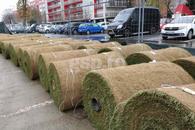 „Verde de Crăciun” » Se montează iarba pe șantierul din Superliga. Costuri totale: 2 milioane de euro