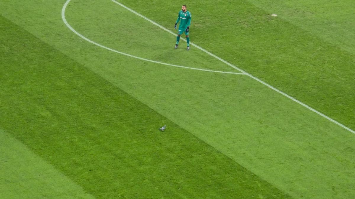 Porumbel rănit pe gazon în Dinamo - Metaloglobus